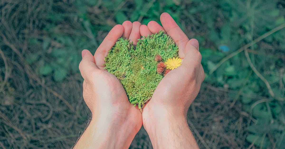découvrez l'importance de la durabilité dans notre monde moderne. apprenez comment les pratiques durables peuvent préserver notre planète, favoriser un avenir meilleur et inspirer des actions responsables dans tous les domaines de la vie quotidienne.