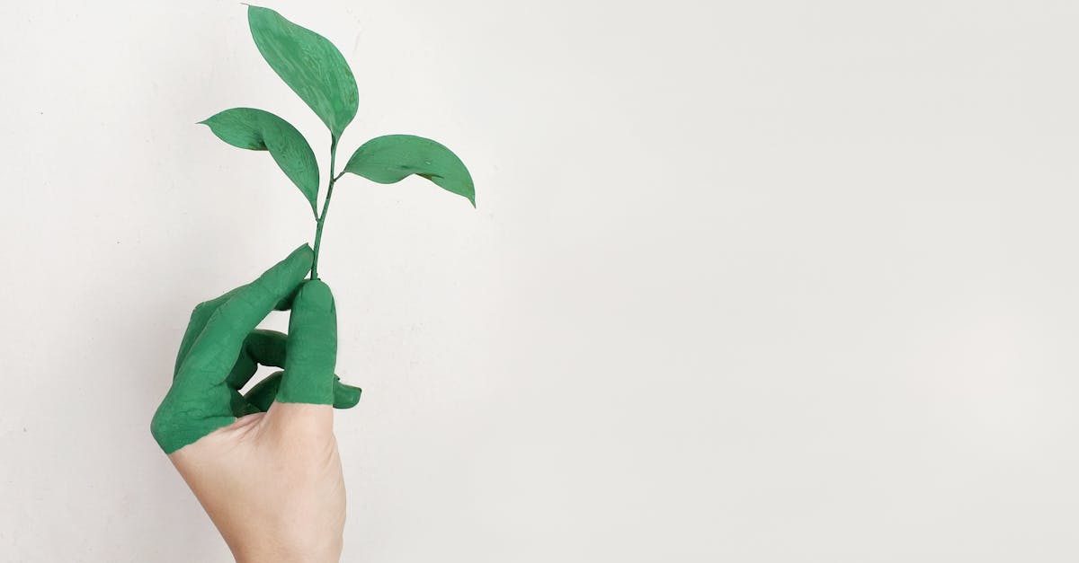 découvrez l'importance de la durabilité dans notre monde moderne. explorez des pratiques écologiques, des solutions innovantes et des idées inspirantes pour favoriser un avenir respectueux de l'environnement.