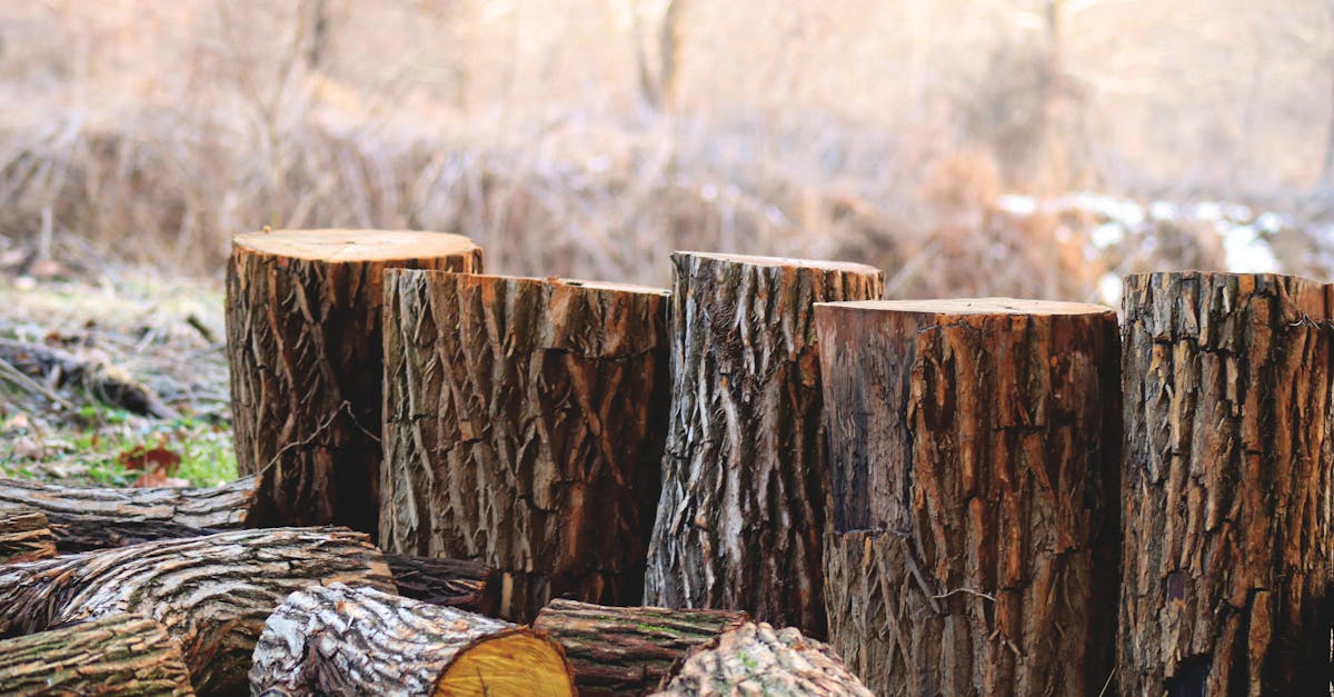 découvrez les pratiques de gestion forestière durable qui préservent l'écosystème tout en permettant une exploitation responsable des ressources naturelles. apprenez comment concilier conservation et développement dans nos forêts pour un avenir meilleur.