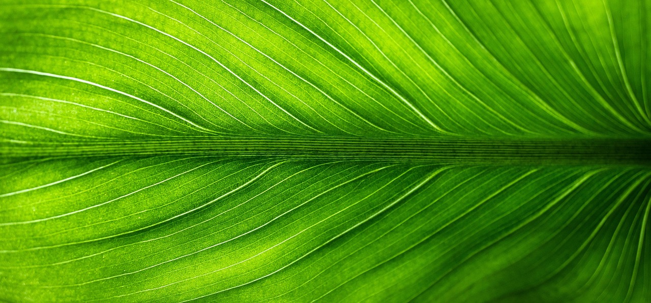 découvrez les meilleures solutions de transport éco-responsable pour réduire votre empreinte carbone, protéger l’environnement et adopter un mode de vie durable au quotidien.