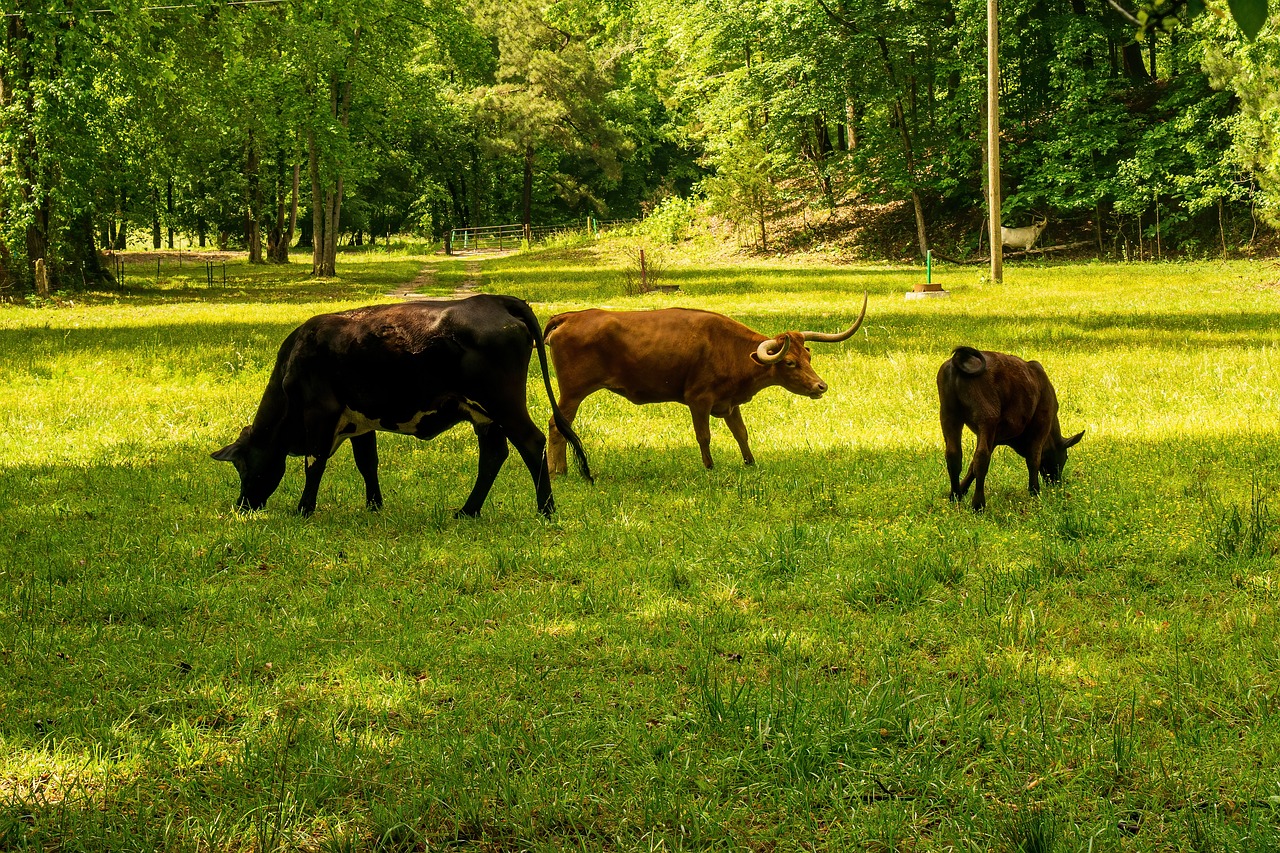 L’impact environnemental : Comprendre l’empreinte carbone