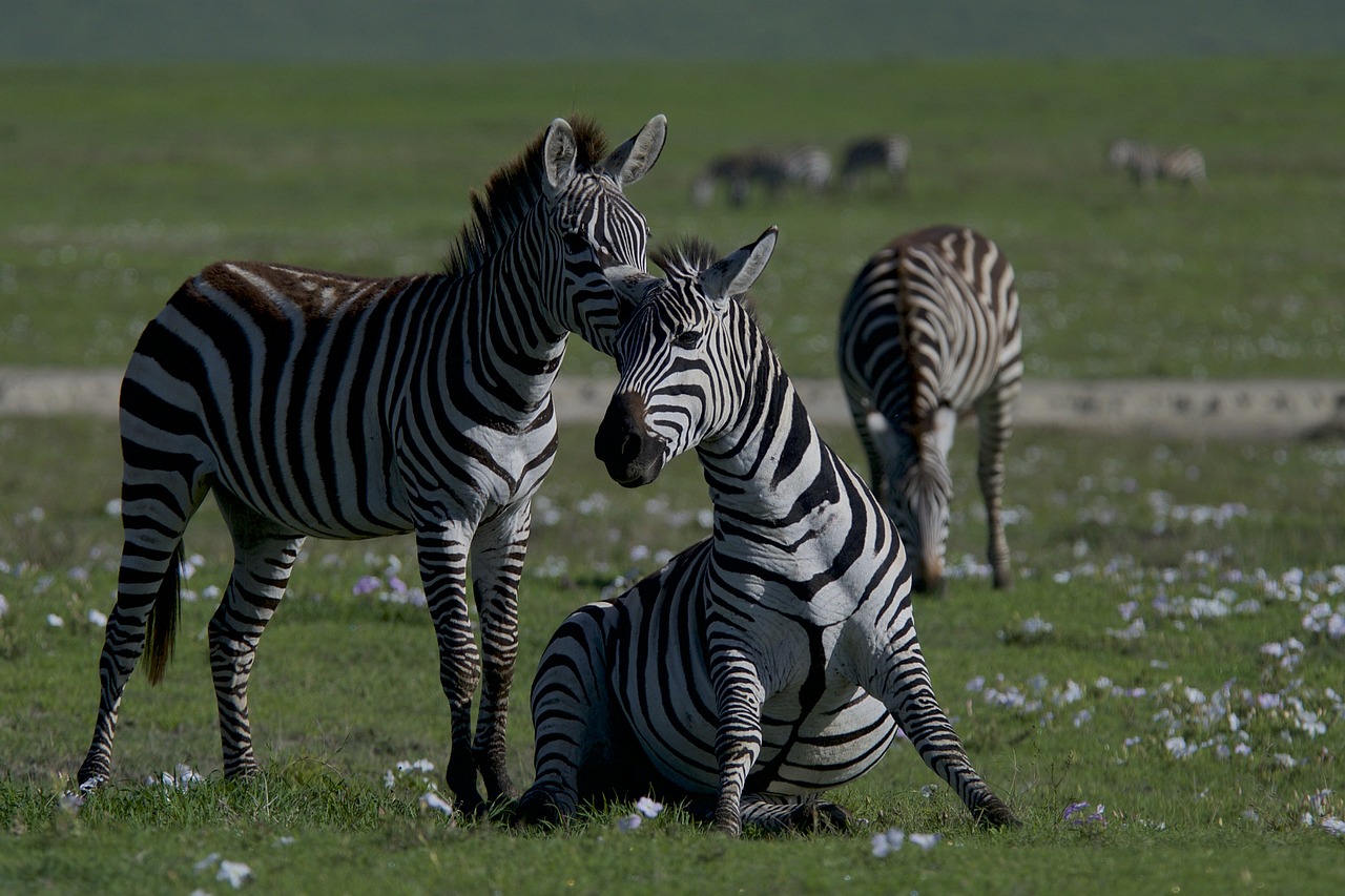 Quelle est l’importance de la biodiversité dans le cadre du bilan carbone ?
